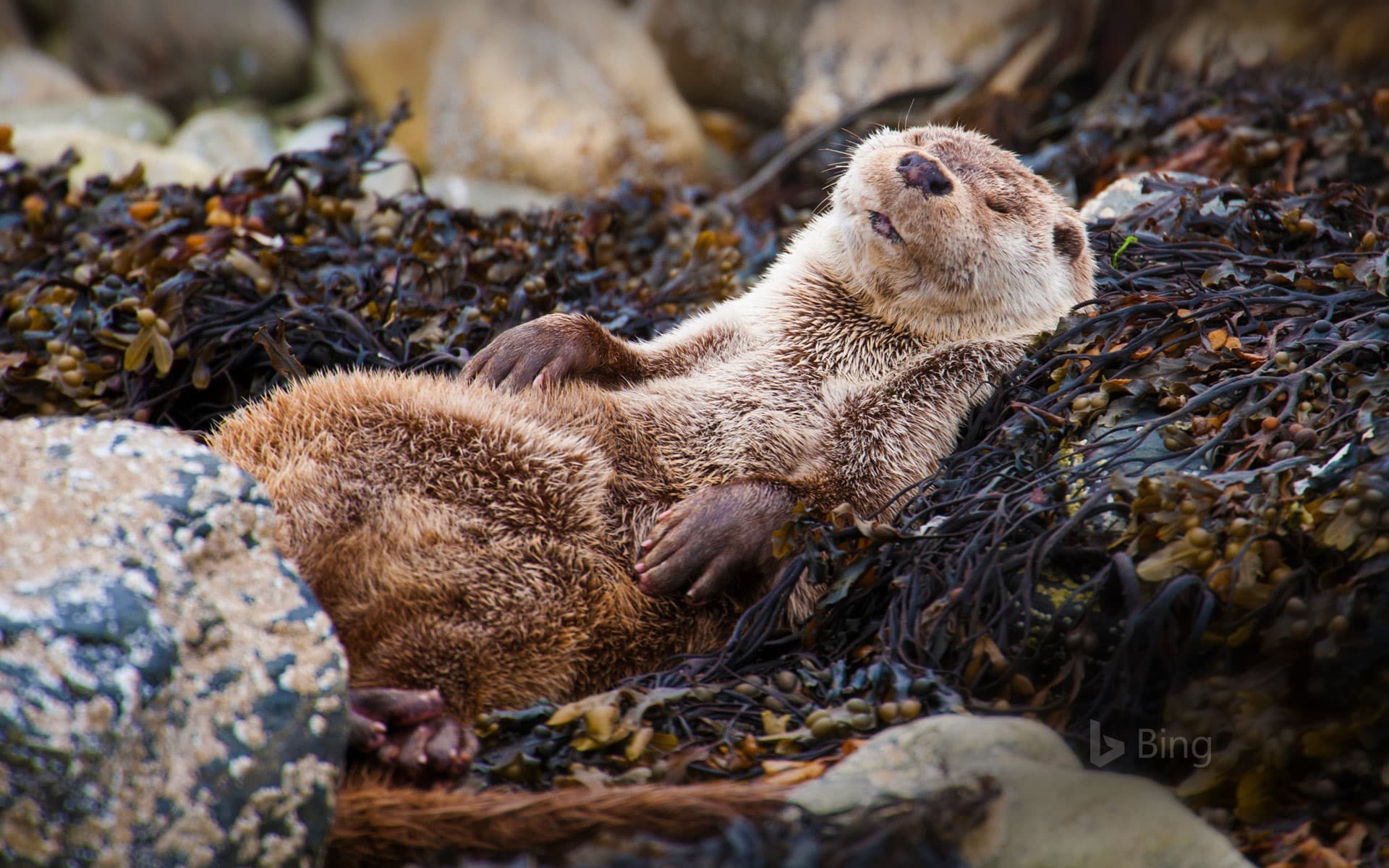 Bing Wallpaper: Eurasian otter in Shetland, Scotland
