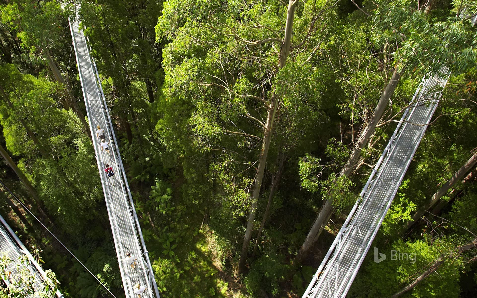 Bing Wallpaper: Otway Fly Treetop Walkways, Weeaproinah, Victoria, Australia