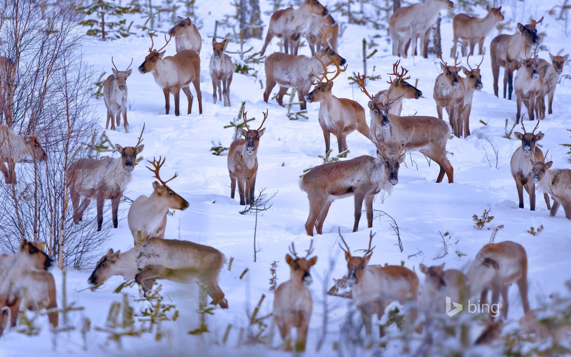 Bing Wallpaper: Reindeer near Oulu, Finland
