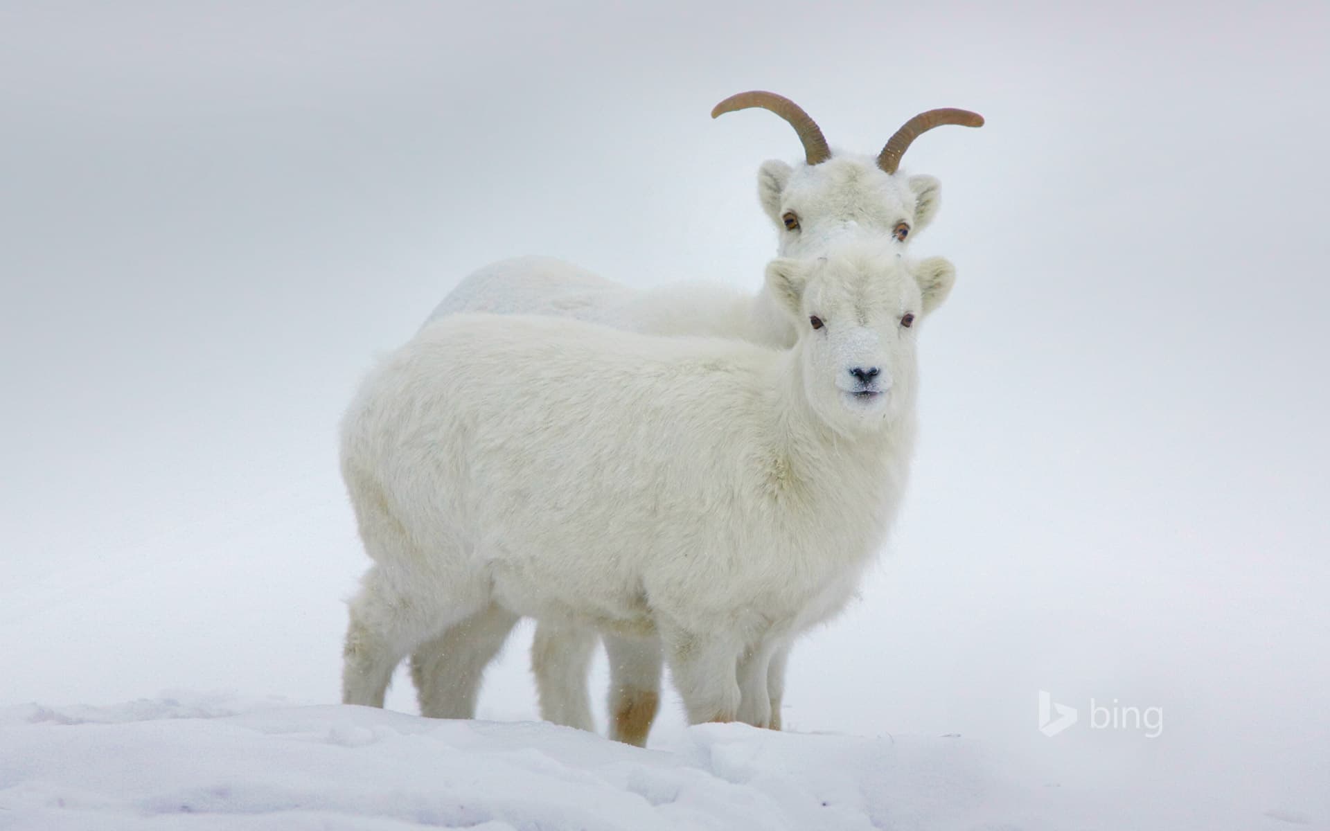 Bing Wallpaper: Dall sheep, Yukon, Canada