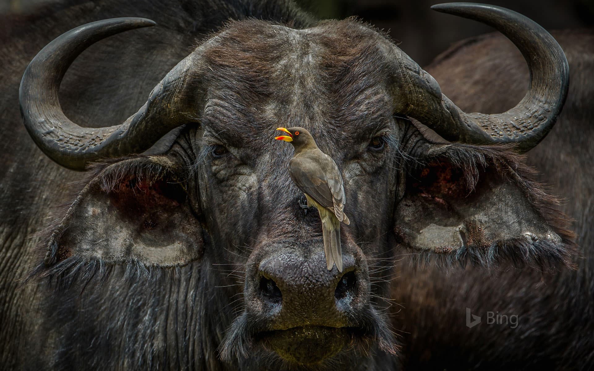 Bing Wallpaper: An oxpecker sits on an African buffalo in Maasai Mara National Reserve, Kenya