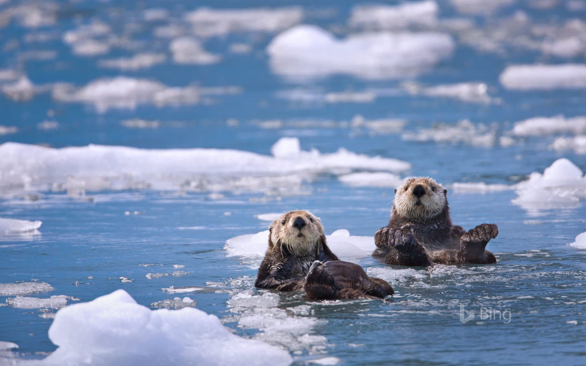 Bing Wallpaper: Sea otters in Prince William Sound, Alaska