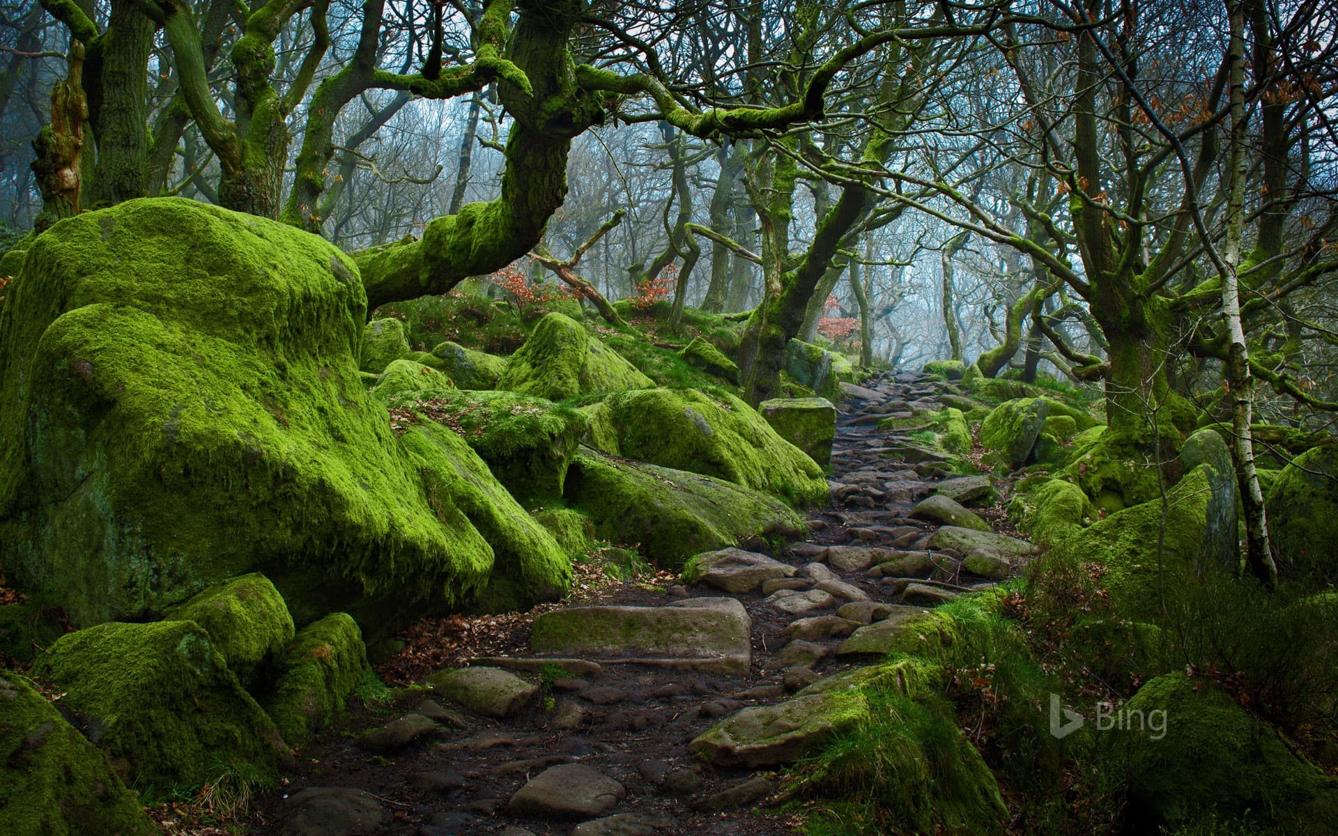 Bing Wallpaper: Forest path in Padley Gorge in Derbyshire
