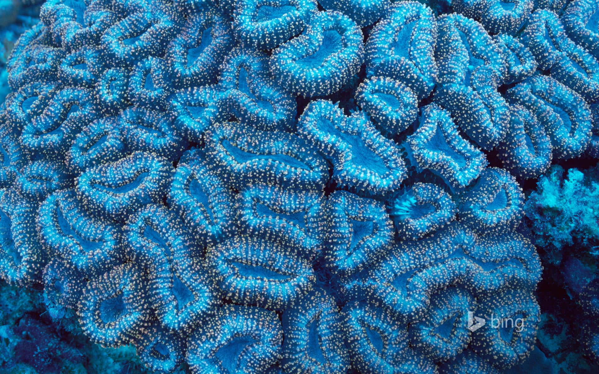 Bing Wallpaper: Fluorescing coral off the coast of Palau