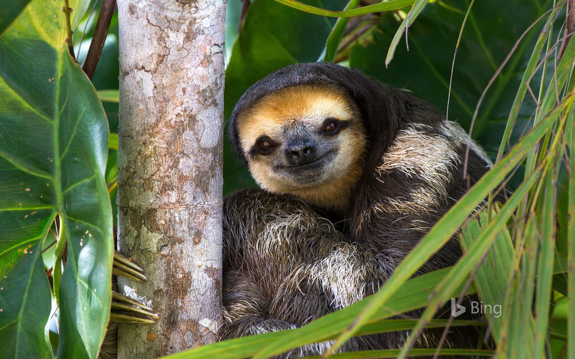 Bing Wallpaper: Pale-throated sloth perched in a tree on Sloth Island, Essequibo River, Guyana