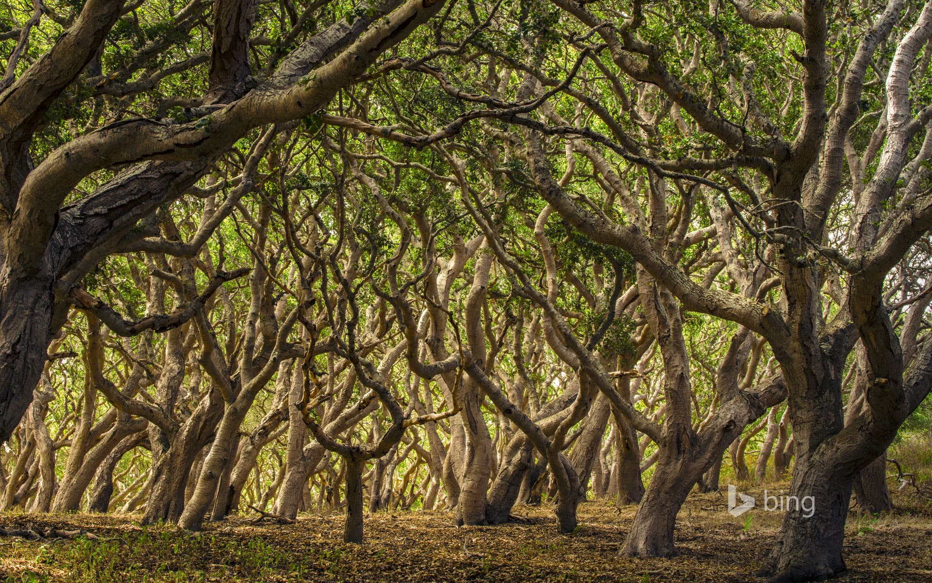 Bing Wallpaper: Oak trees in Palo Corona Regional Park, Carmel Valley, California