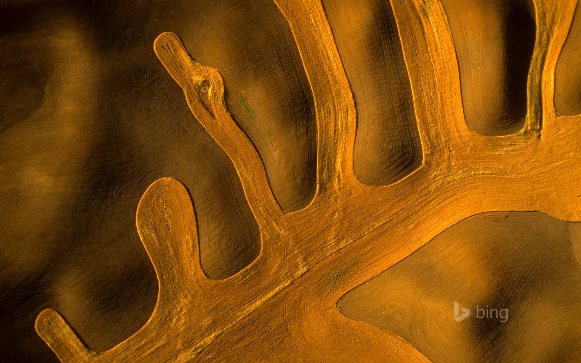 Bing Wallpaper: Aerial view of contour farming in the Palouse, Washington