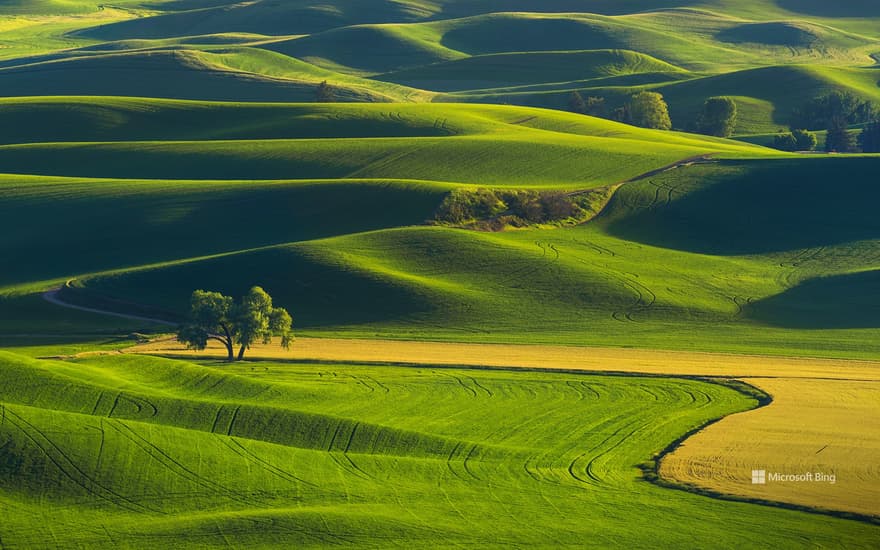 Rolling hills of the Palouse, Washington, United States
