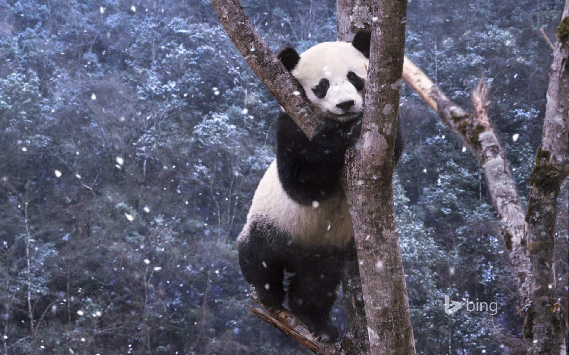 Bing Wallpaper: Panda, Sichuan, China