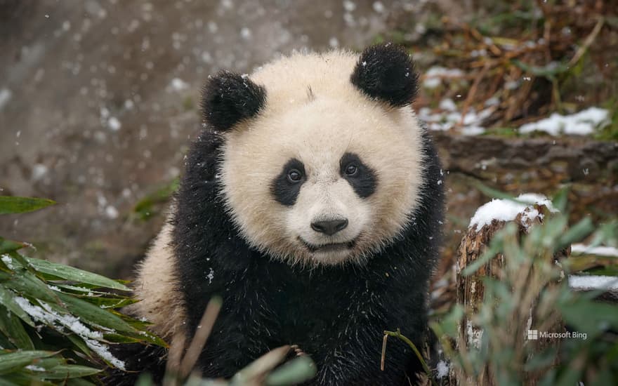 Baby Panda, China