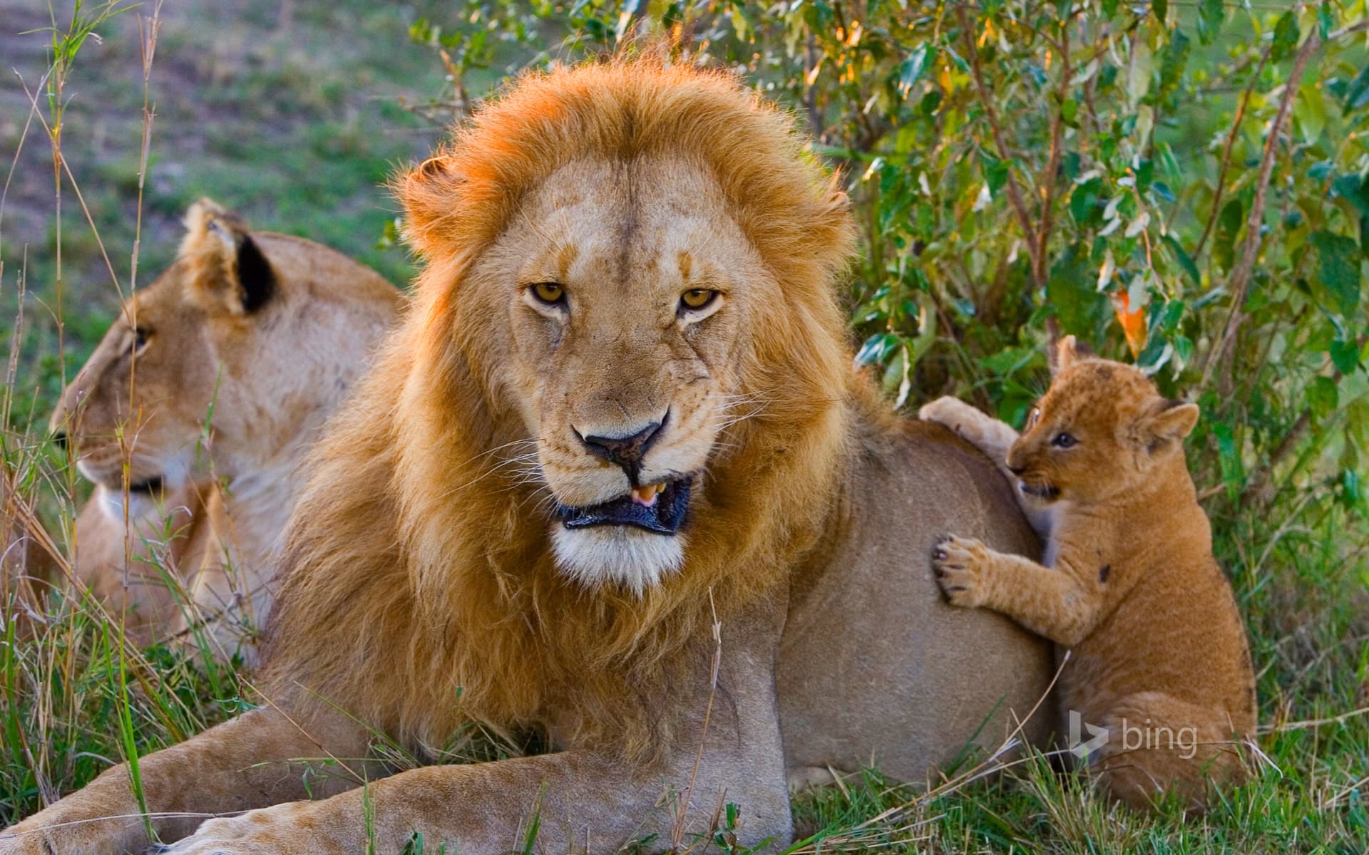 Bing Wallpaper: African lion cub playing with adult male, Masai Mara National Reserve, Kenya