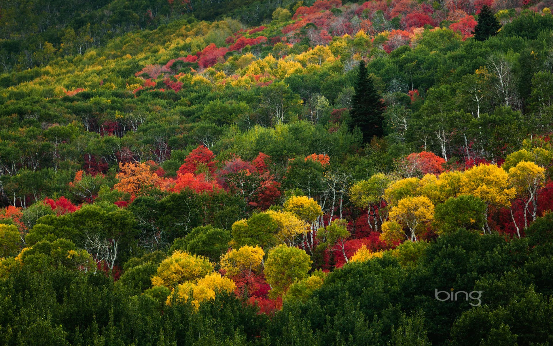 Bing Wallpaper: Fall colors on Pinecone Ridge near Park City, Utah
