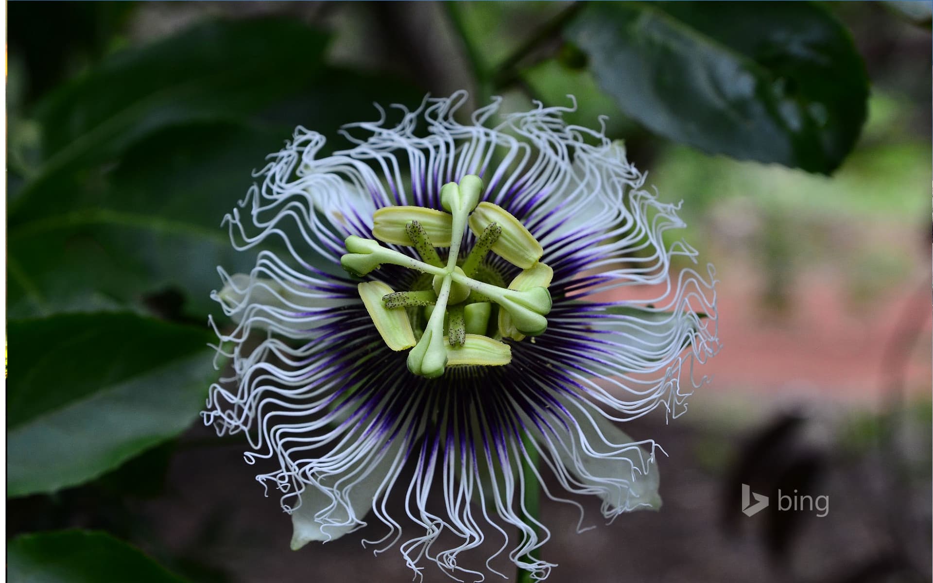 Bing Wallpaper: Passion flower