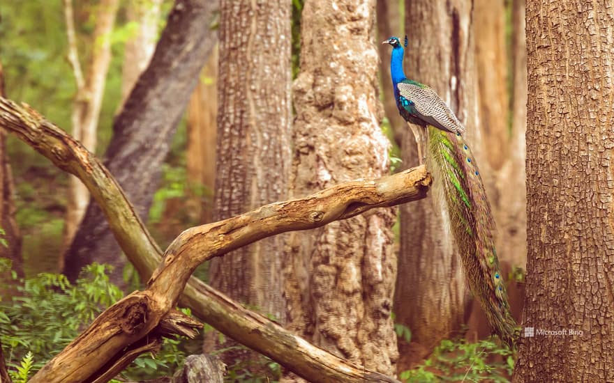 Indian peafowl, Nagarahole National Park, Karnataka, India