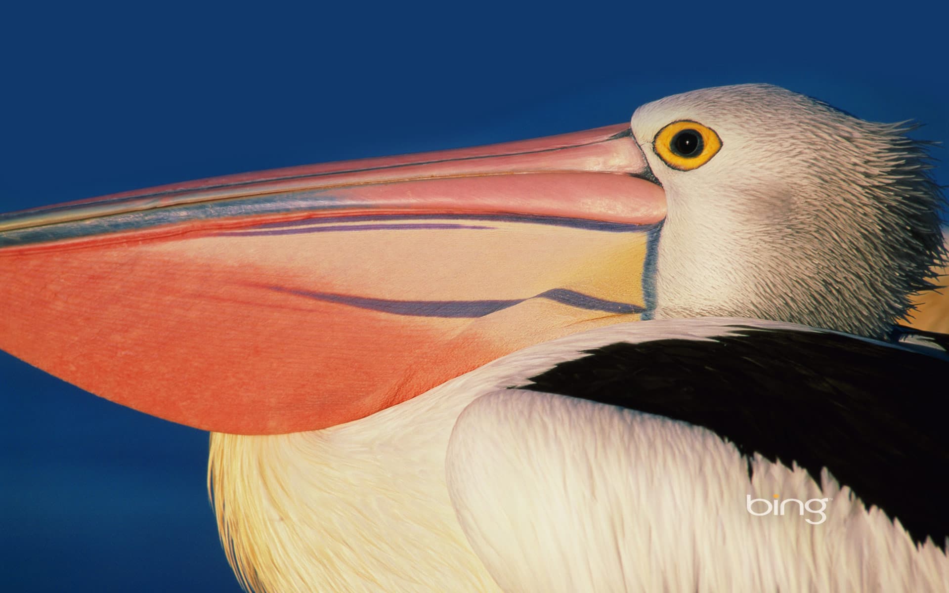 Bing Wallpaper: Profile of an Australian pelican