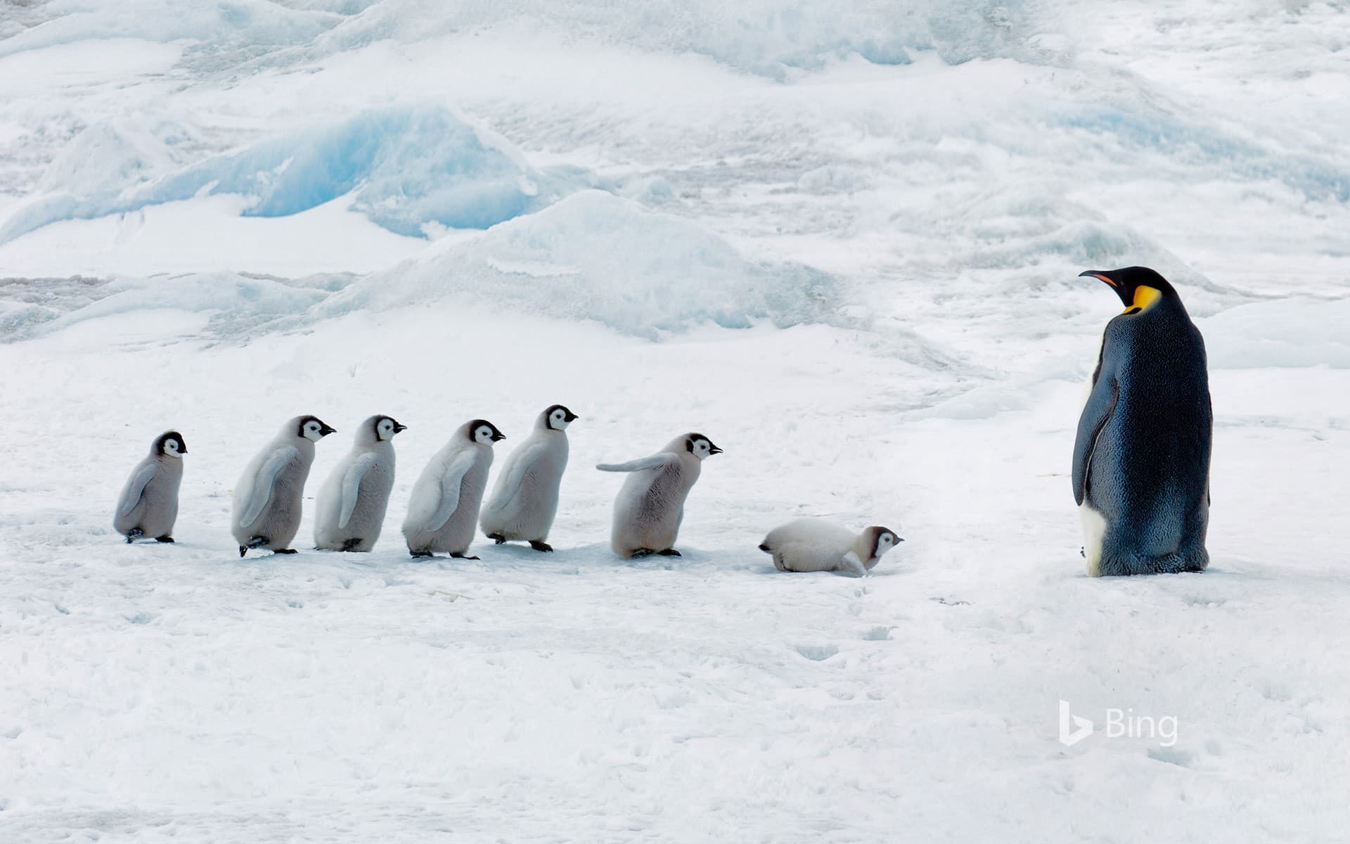 Bing Wallpaper: Emperor penguin adult and chicks, Snow Hill Island, Antarctica