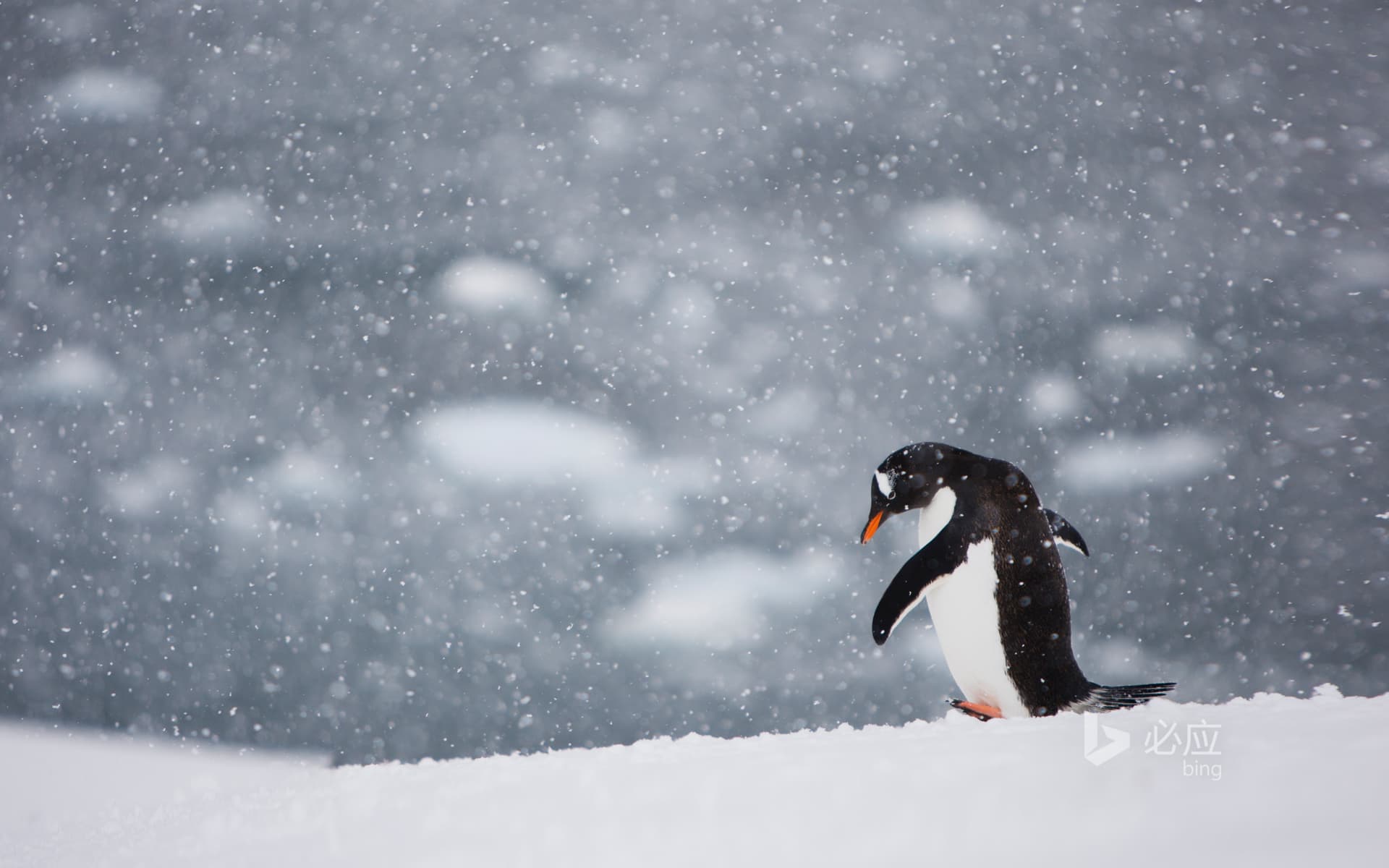 Bing Wallpaper: Penguin walking alone in the snow