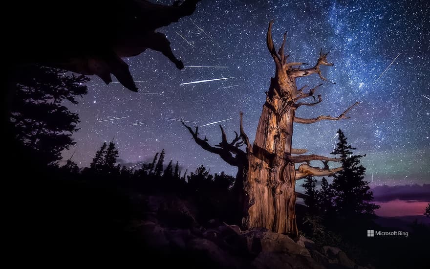 Perseid meteor shower and an ancient bristlecone pine, Great Basin National Park, Nevada, United States