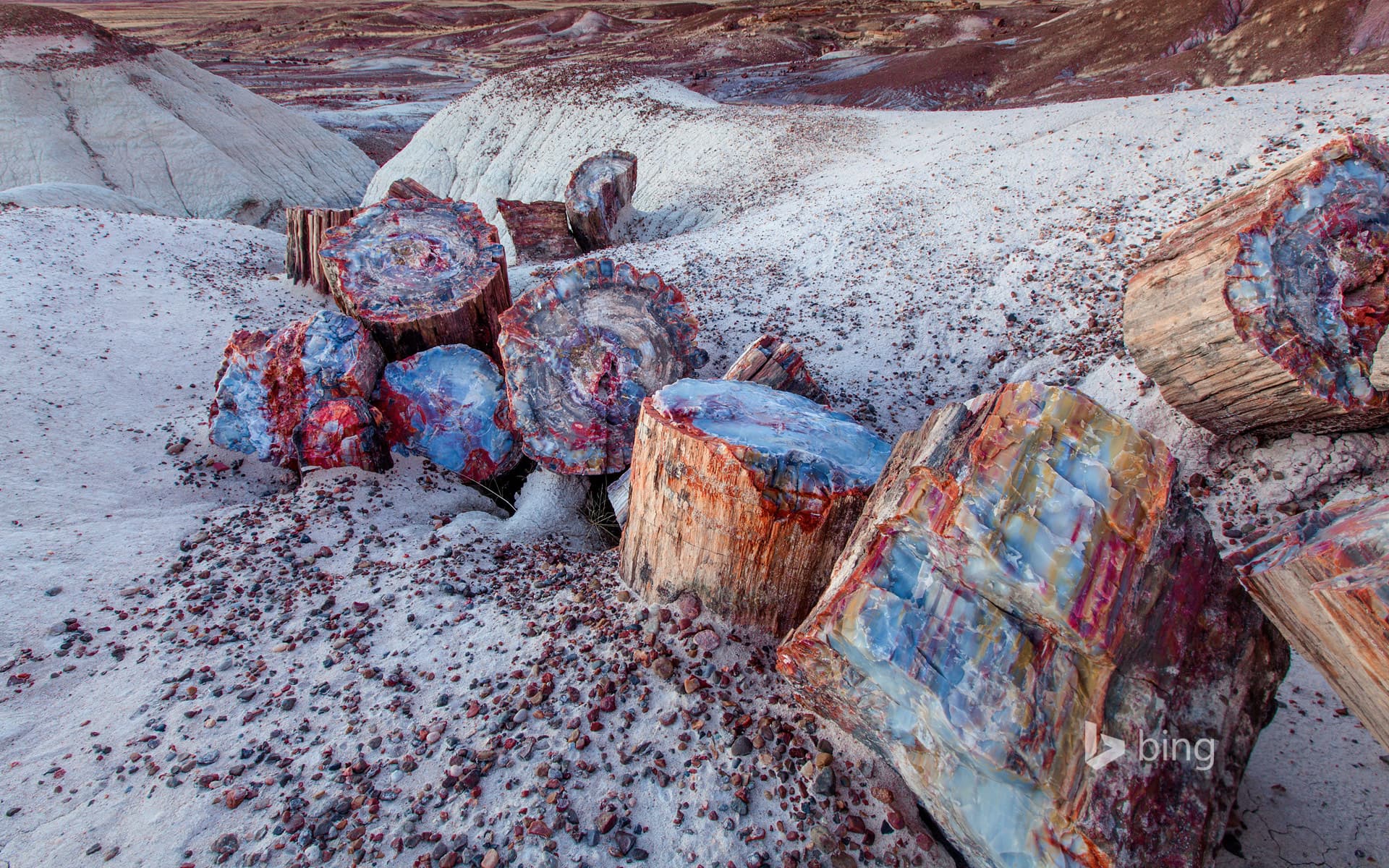 Bing Wallpaper: Petrified wood in the Petrified Forest National Park, Arizona