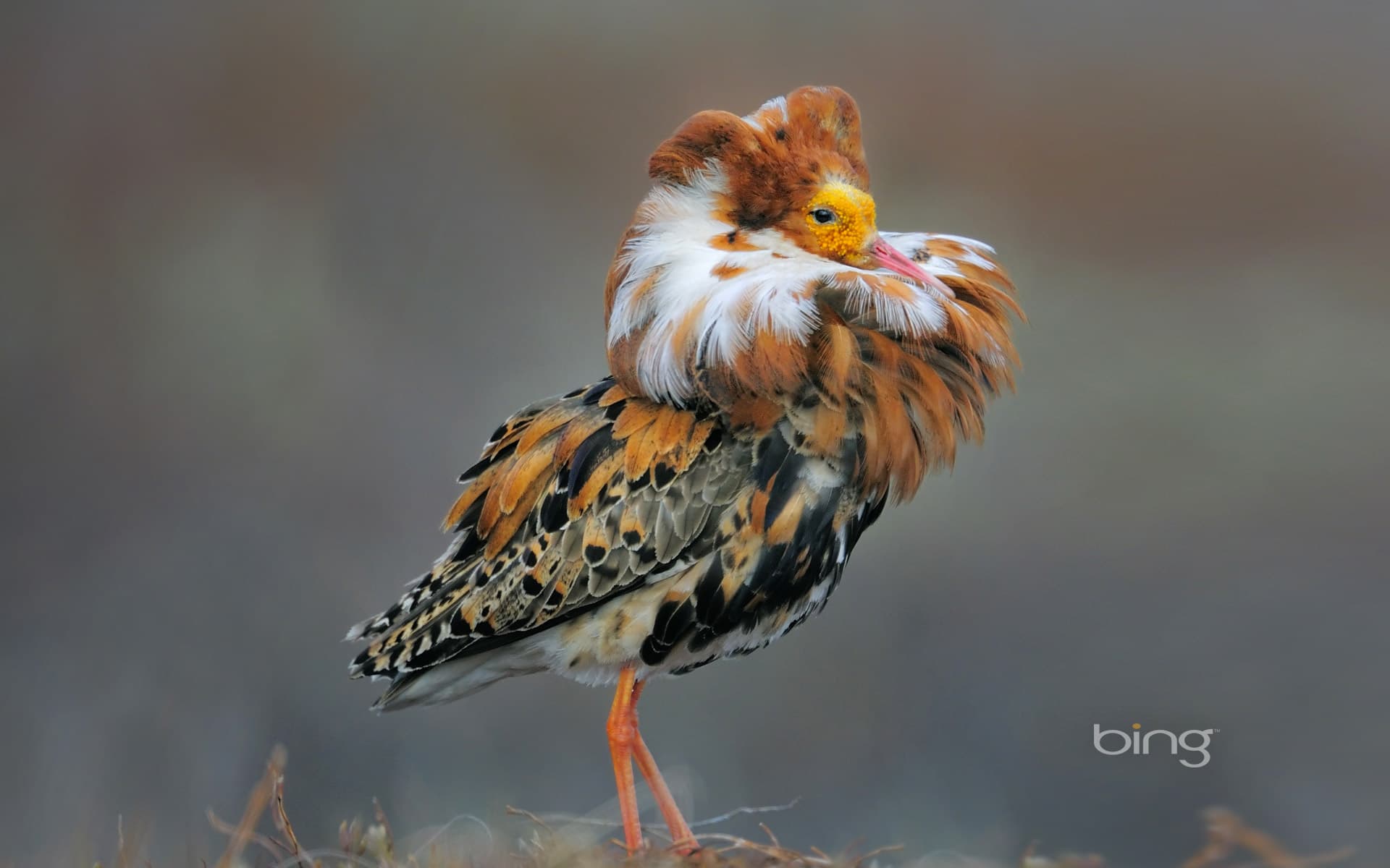 Bing Wallpaper: Male ruff in breeding plumage, Norway