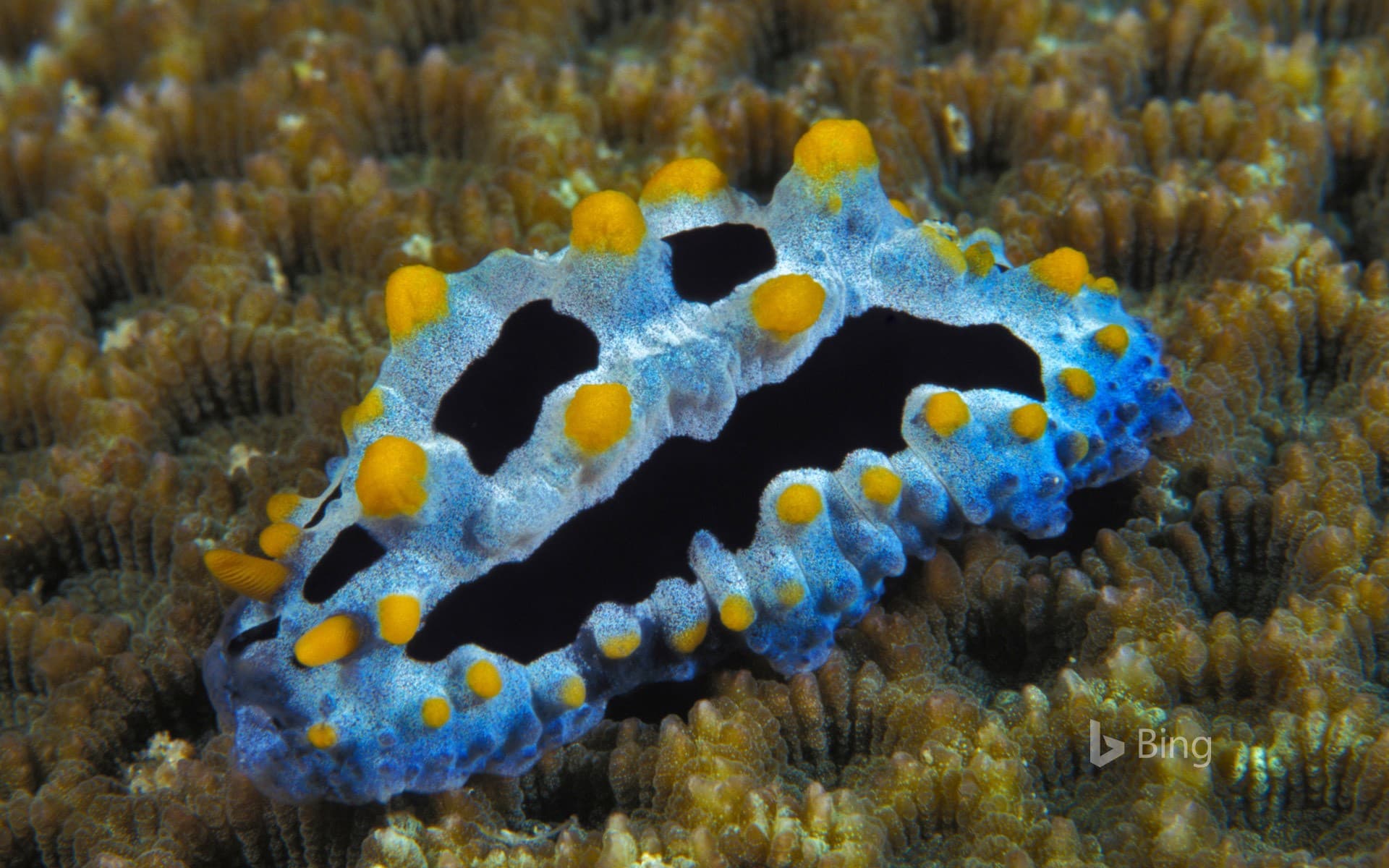 Bing Wallpaper: Phyllidia coelestis, a sea slug