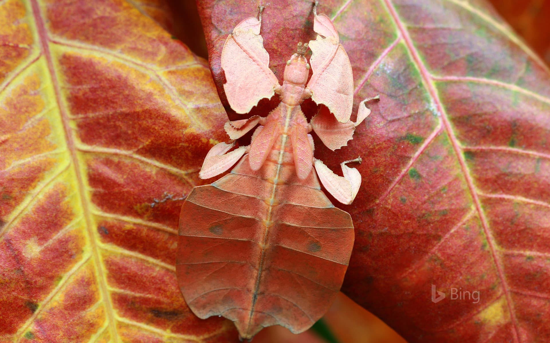 Bing Wallpaper: Leaf insect, Indonesia