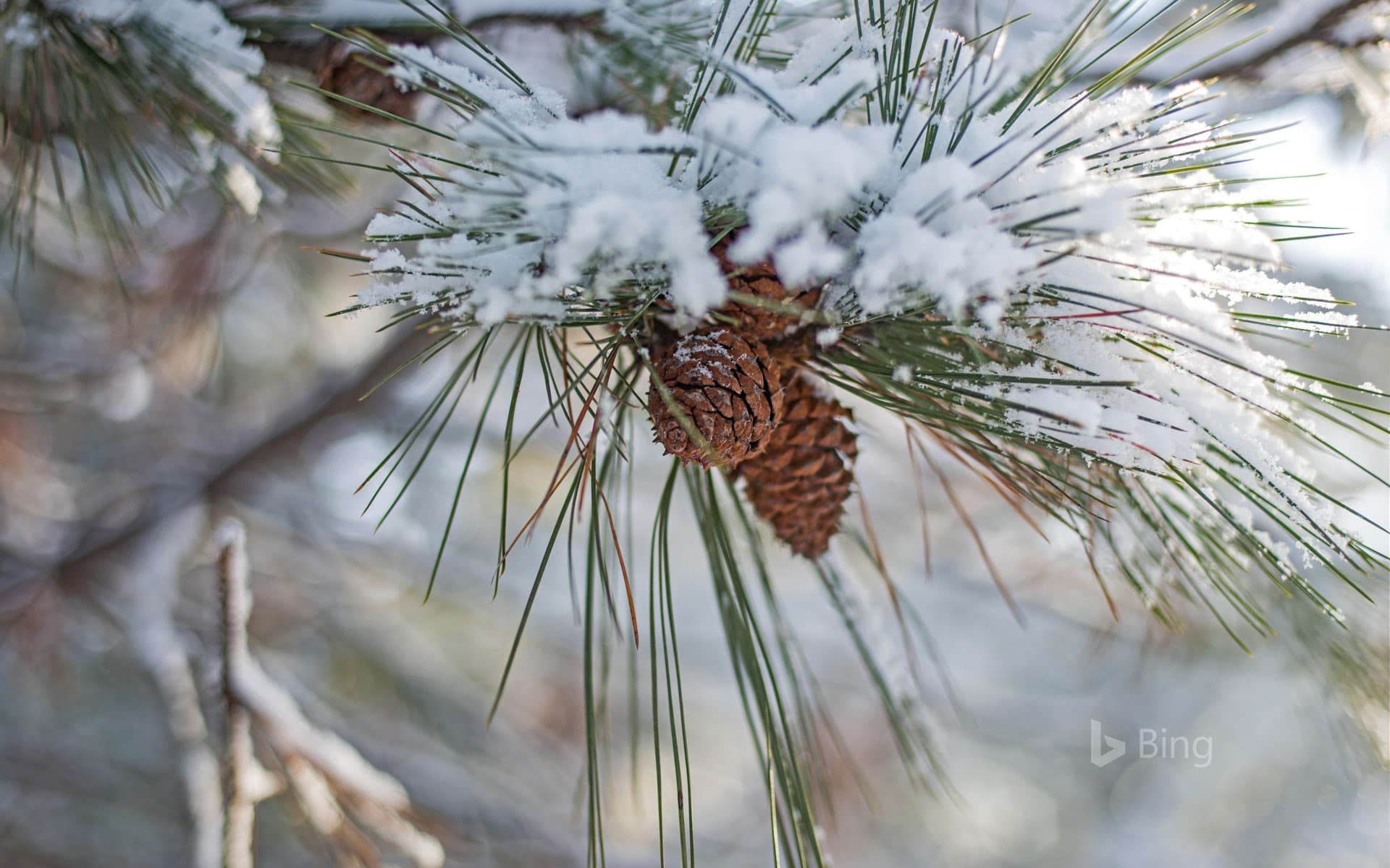Bing Wallpaper: Fresh fallen snow on pine tree