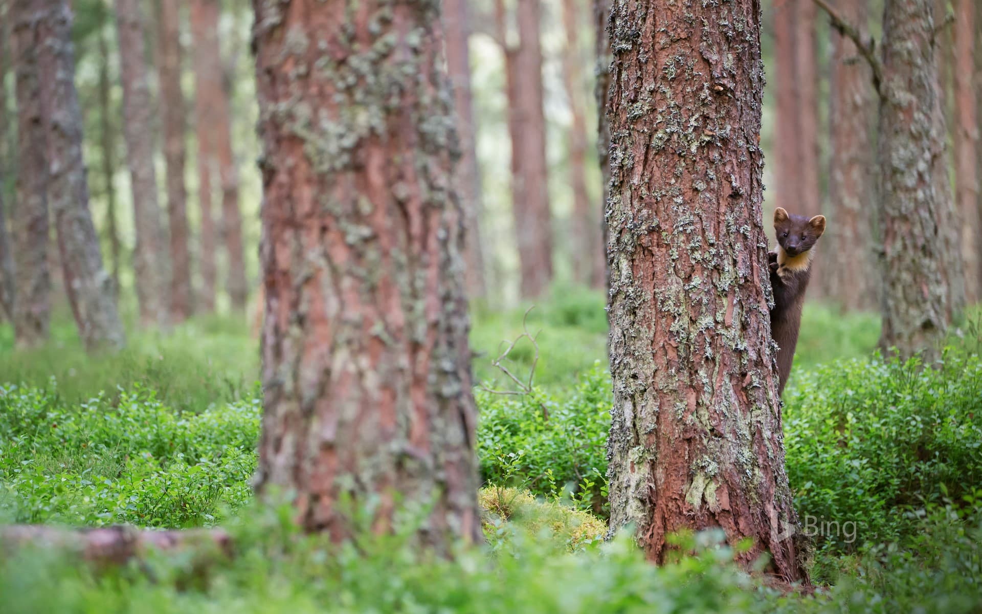 Bing Wallpaper: A pine marten in the Cairngorms National Park, Scotland