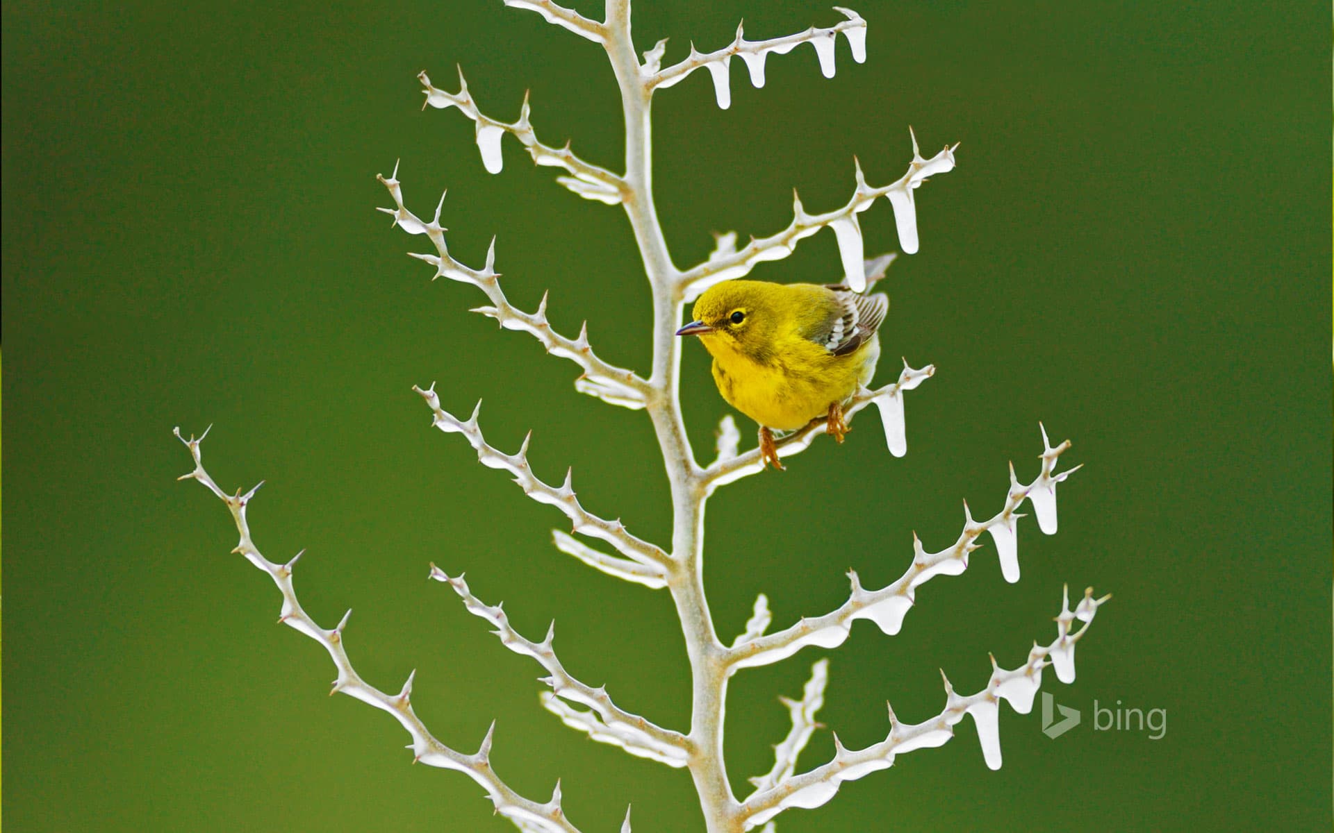 Bing Wallpaper: A male pine warbler perched on an icy branch
