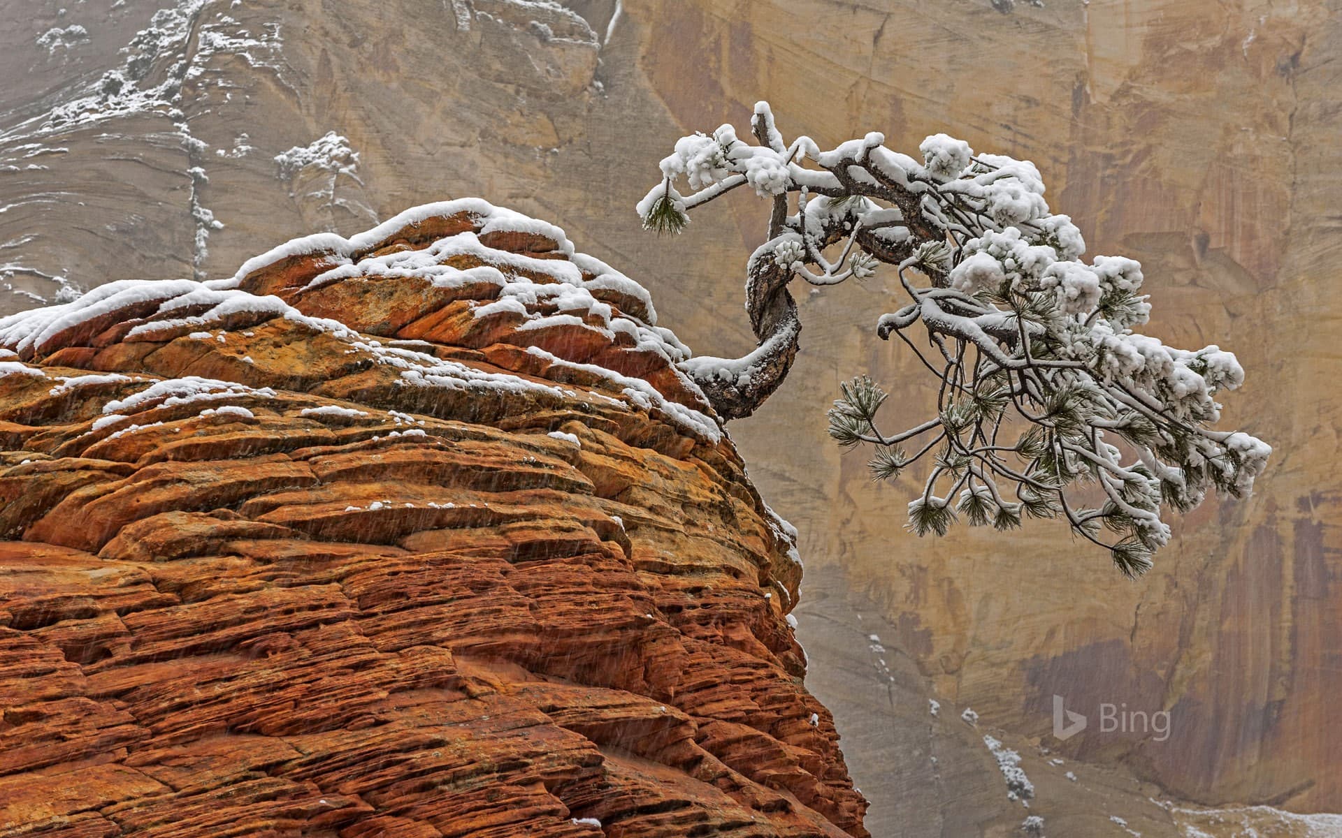 Bing Wallpaper: Snow in Zion National Park, Utah, USA
