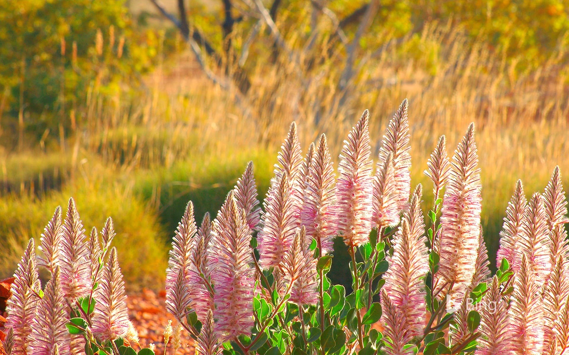 Bing Wallpaper: Pink mulla mulla on a stony plain, Cravens Peak Station, Australia