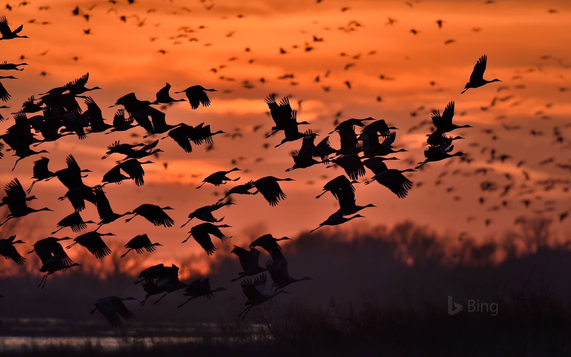 Bing Wallpaper: Sandhill cranes taking flight over the Platte River near Kearney, Nebraska