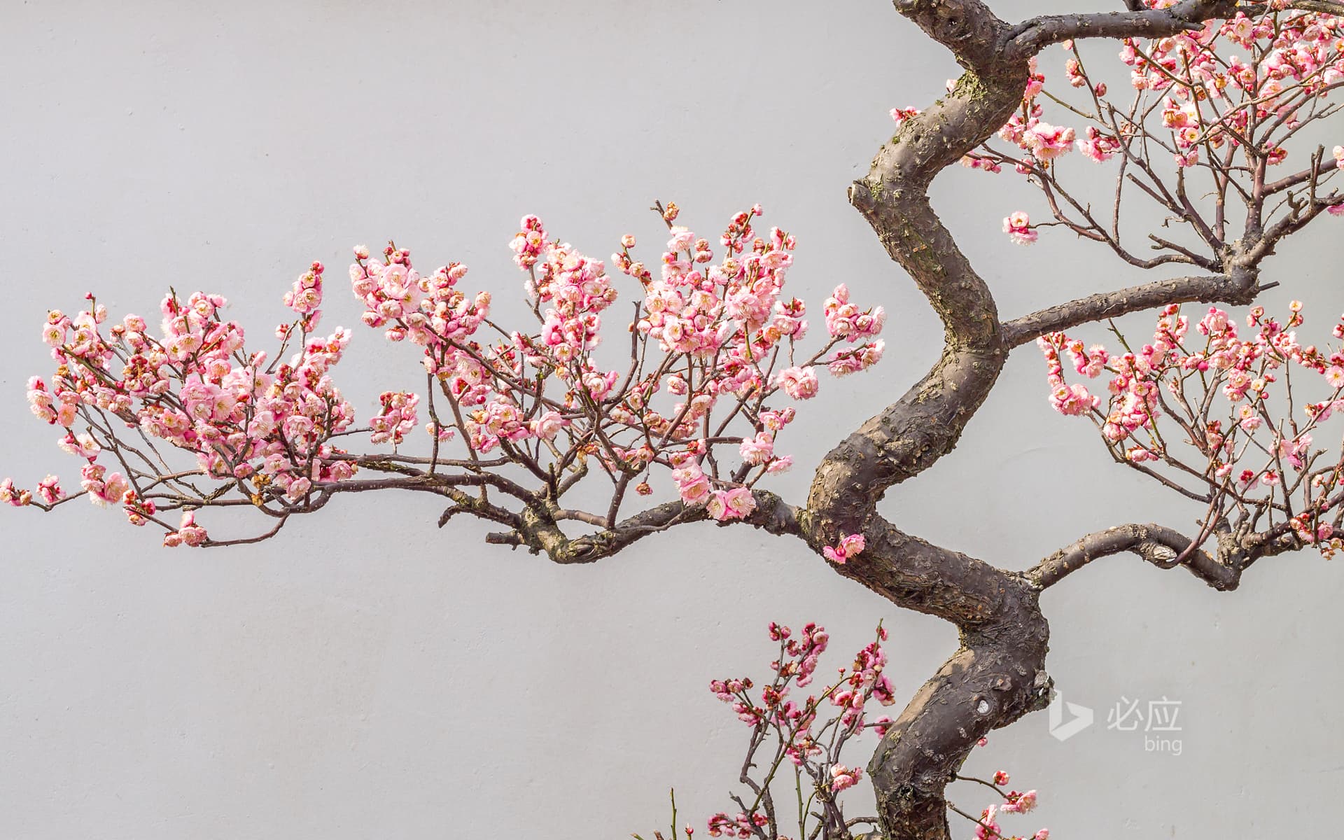 Bing Wallpaper: Plum blossom