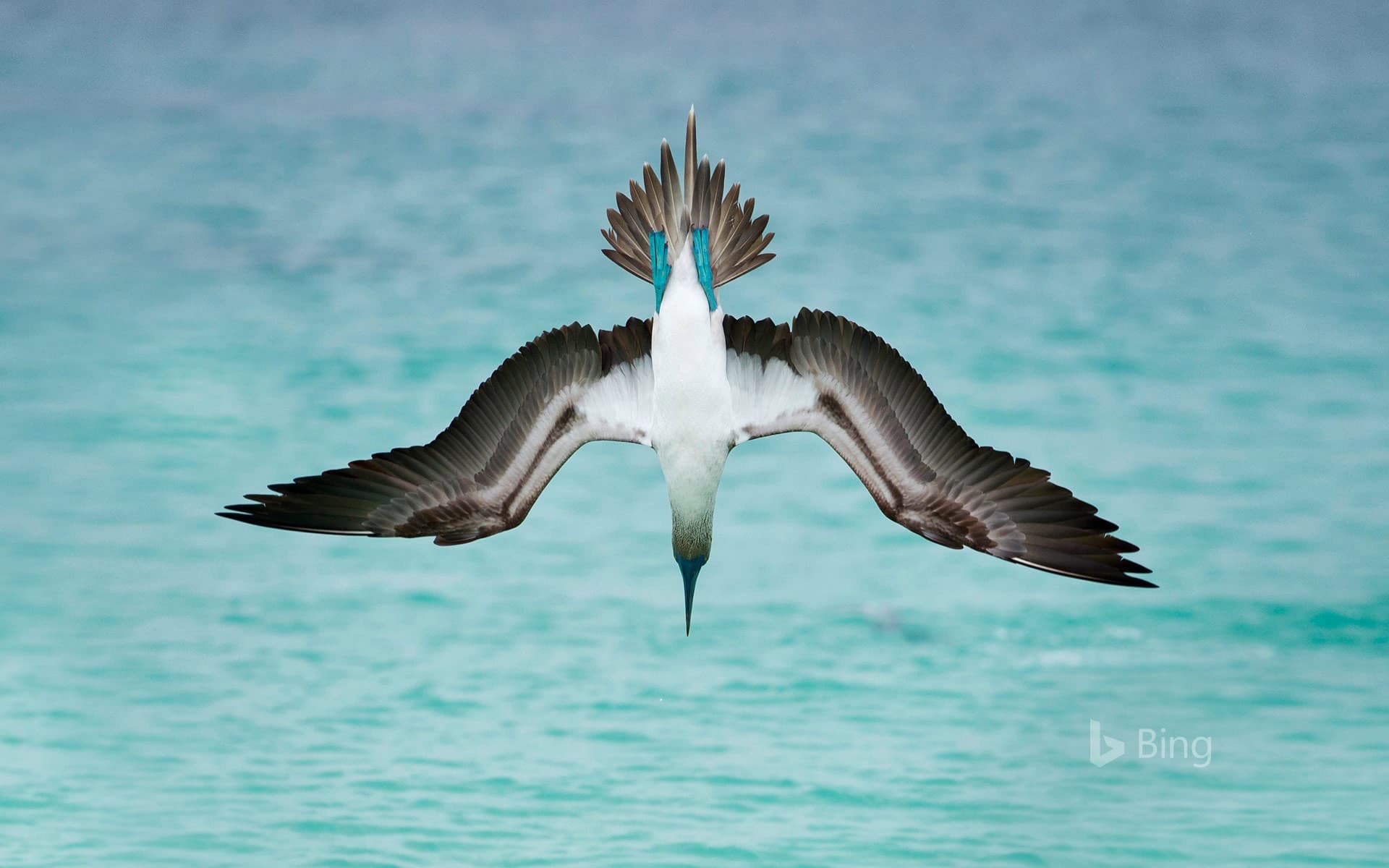 Bing Wallpaper: A blue-footed booby dives off San Cristóbal Island, Ecuador