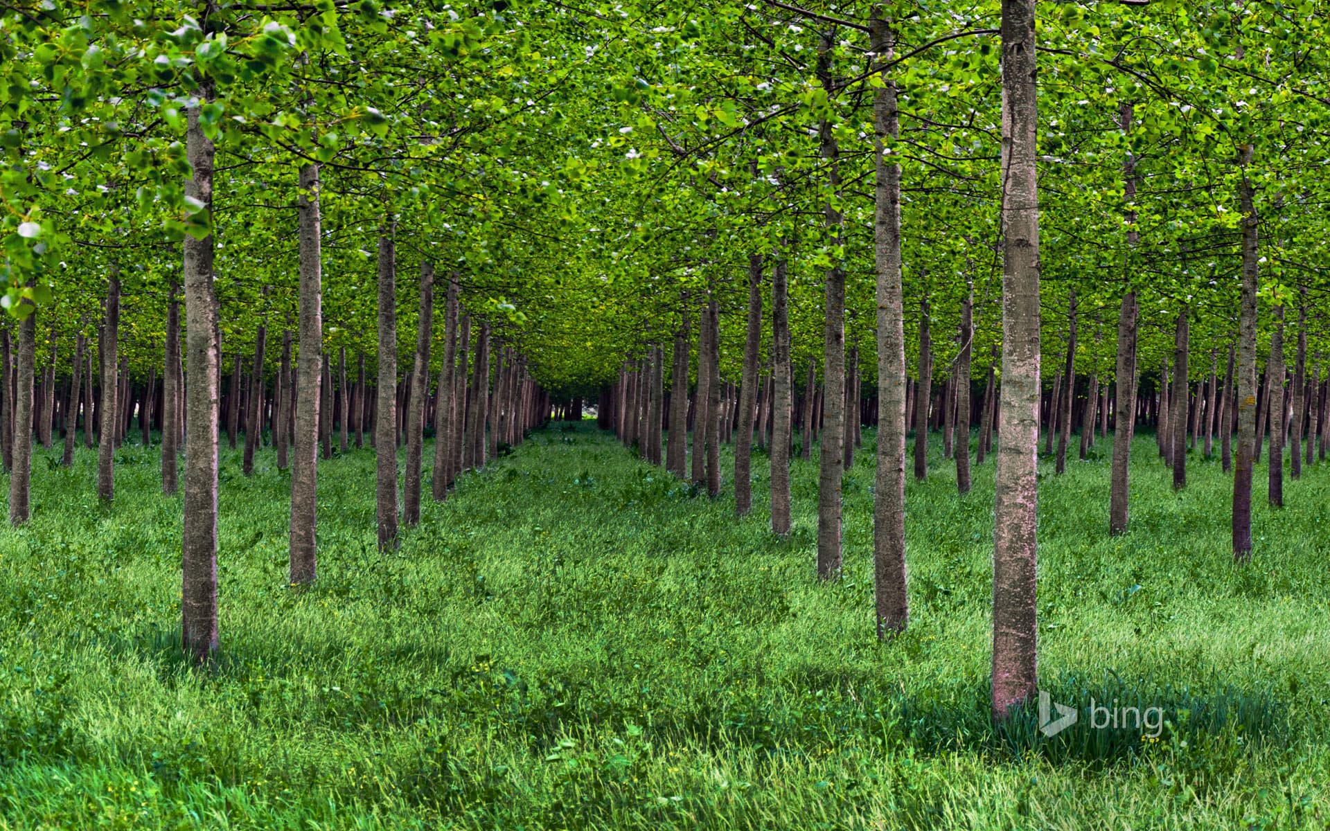 Bing Wallpaper: Poplar trees in Po Valley, Italy