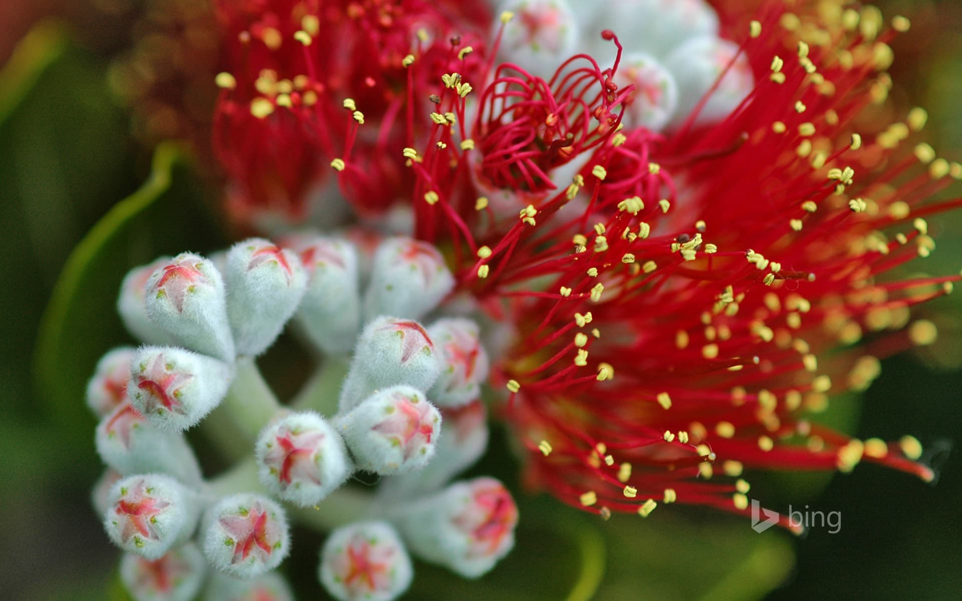 Bing Wallpaper: Pōhutukawa (Metrosideros excelsa) tree blossoms on the Hauraki Gulf Coast, North Island, New Zealand