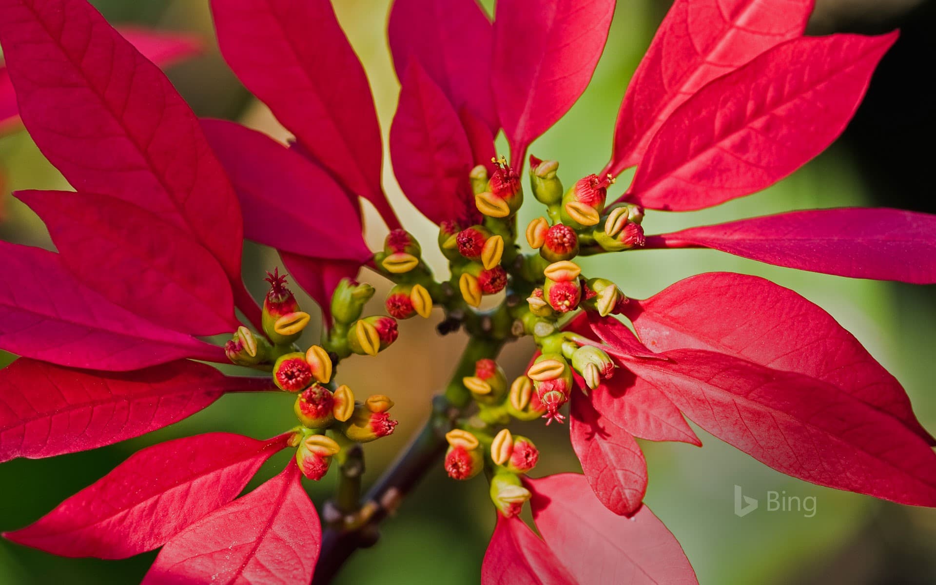 Bing Wallpaper: Poinsettia flower buds