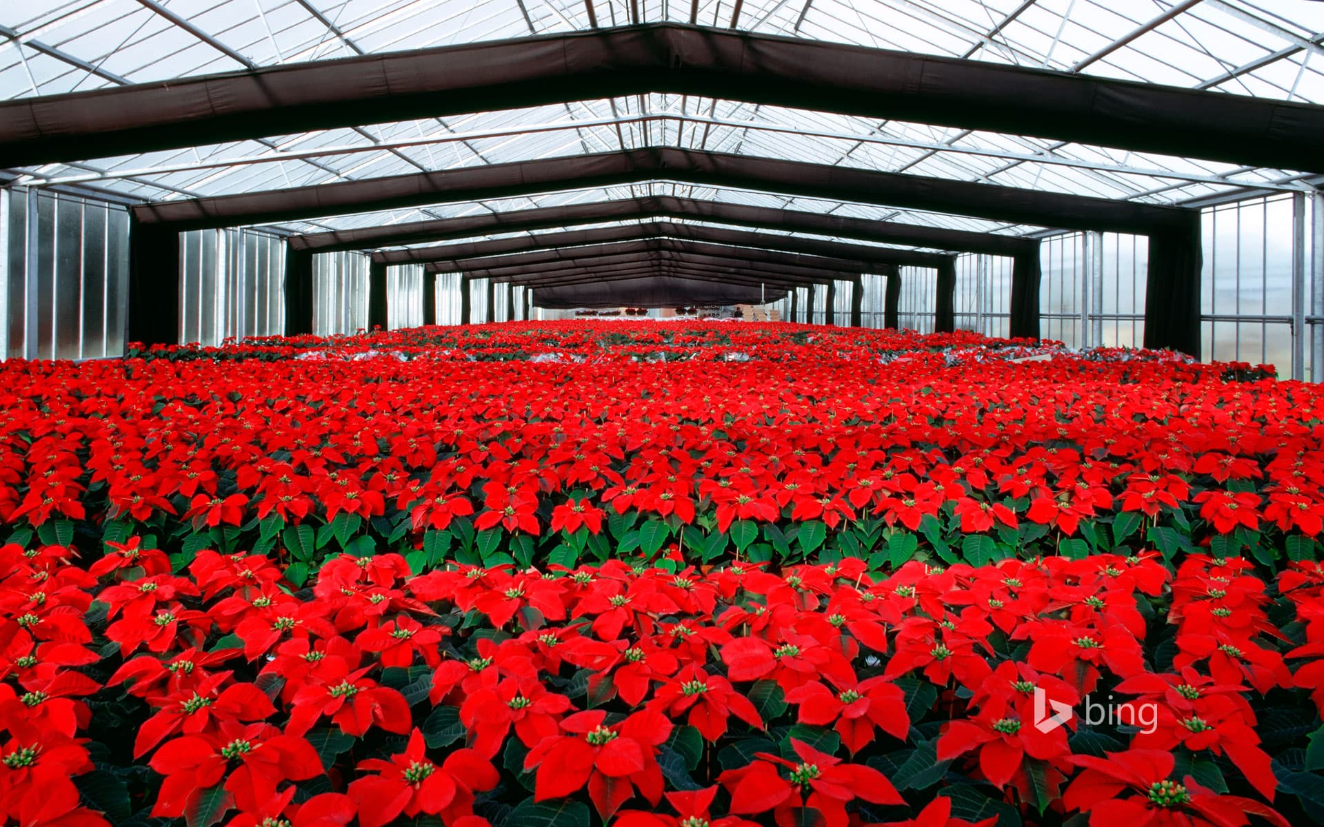 Bing Wallpaper: Poinsettia plants under cultivation in a greenhouse