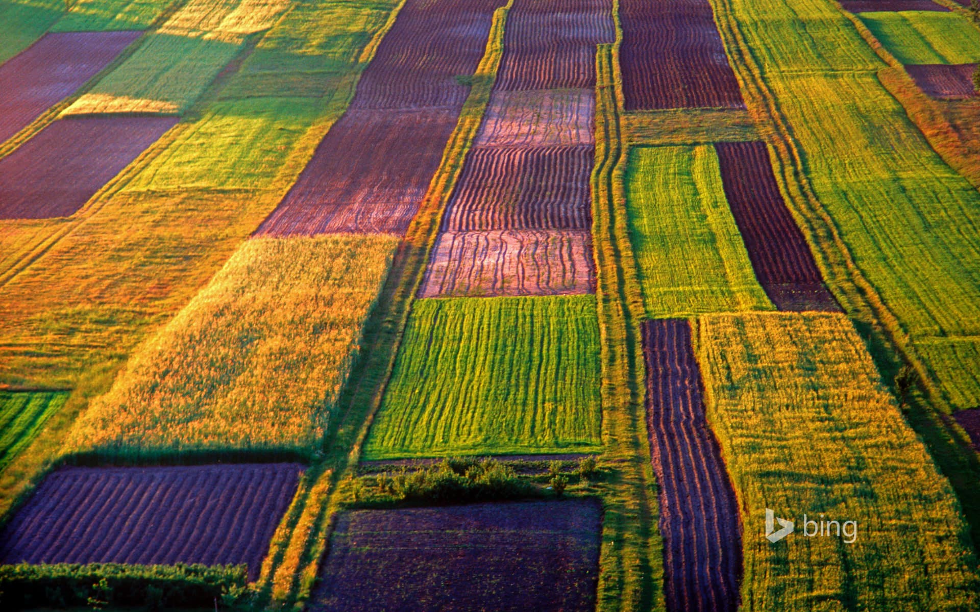 Bing Wallpaper: An organic farm in the Roztocze region of Poland