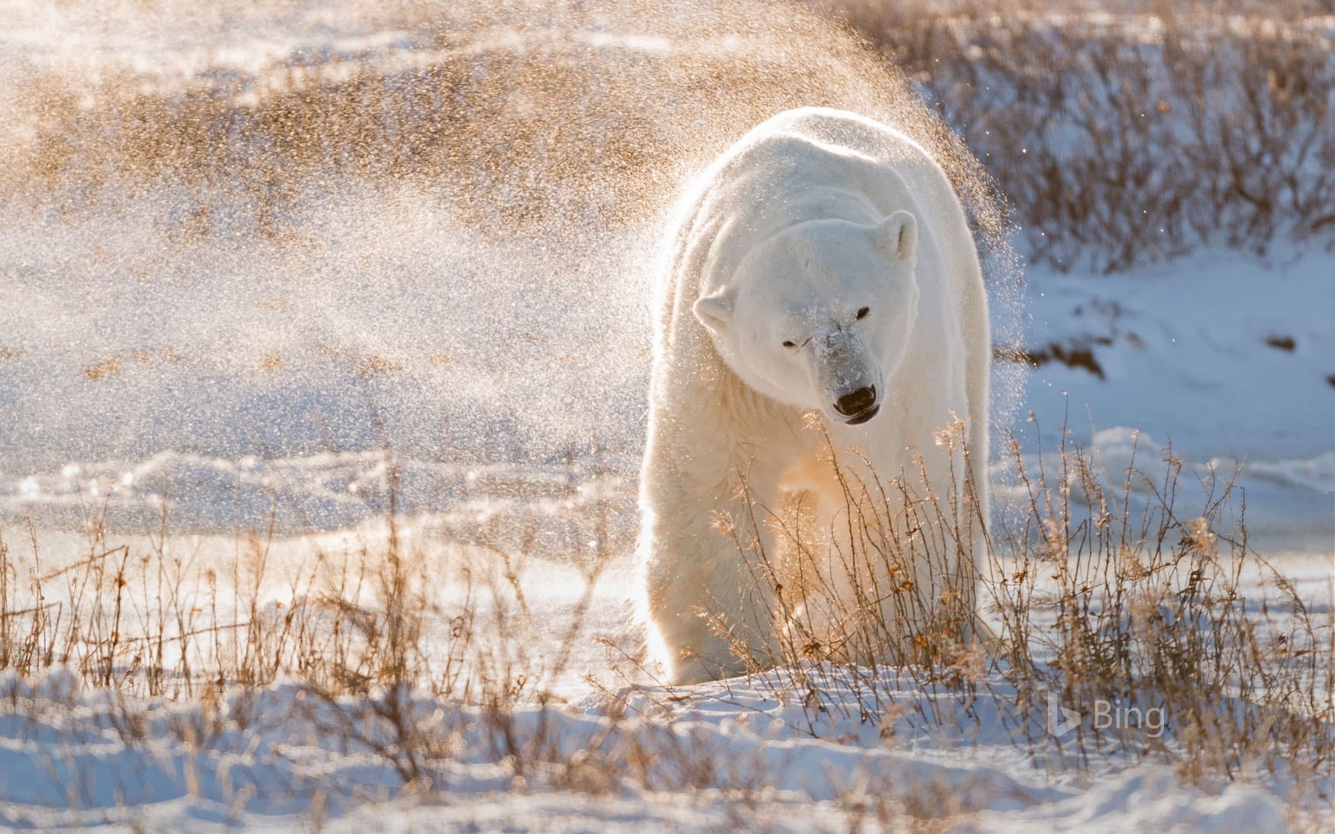 Bing Wallpaper: Polar bear in Hudson Bay, Canada