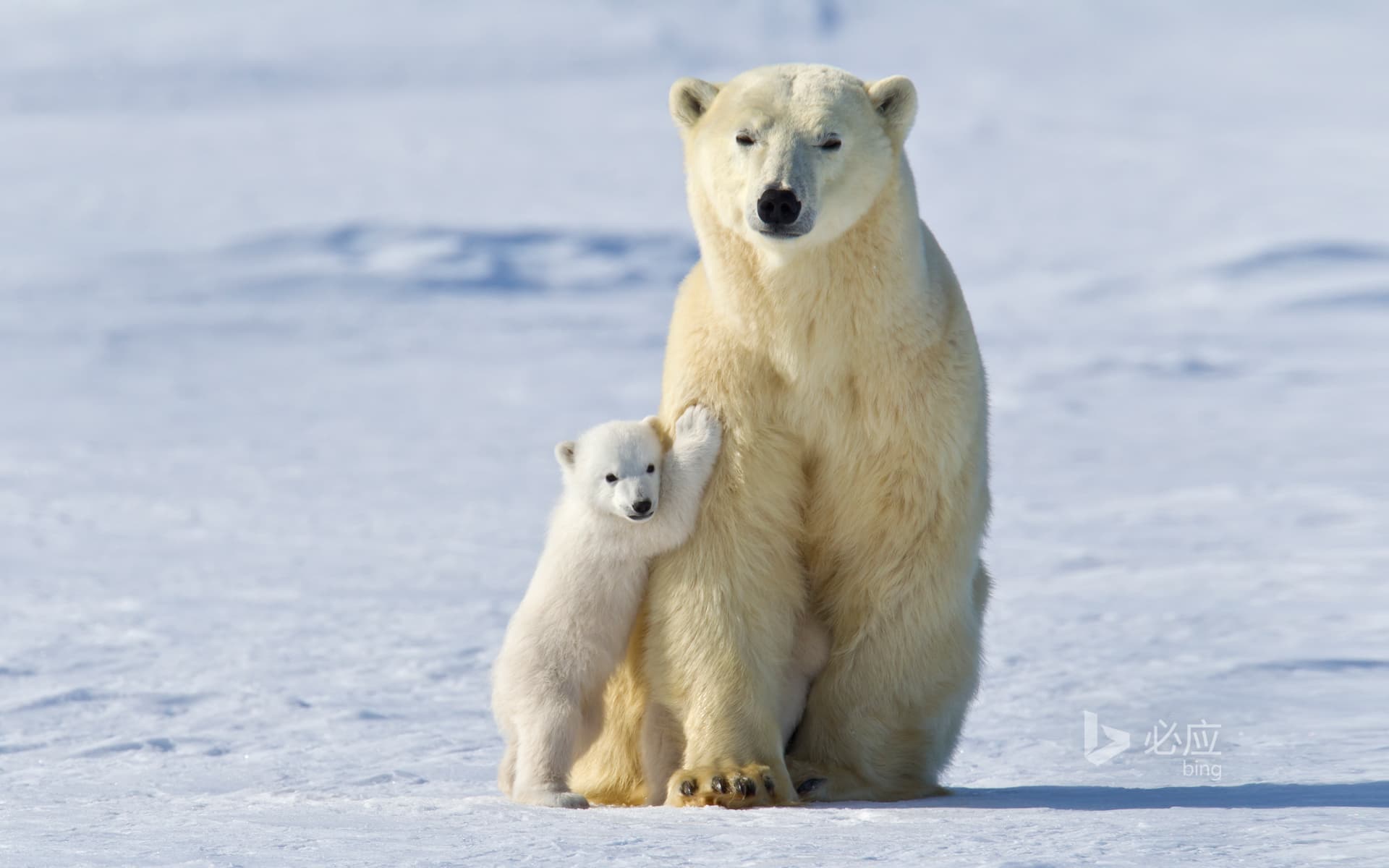 Bing Wallpaper: Polar bear in Wapsk National Park, Manitoba, Canada