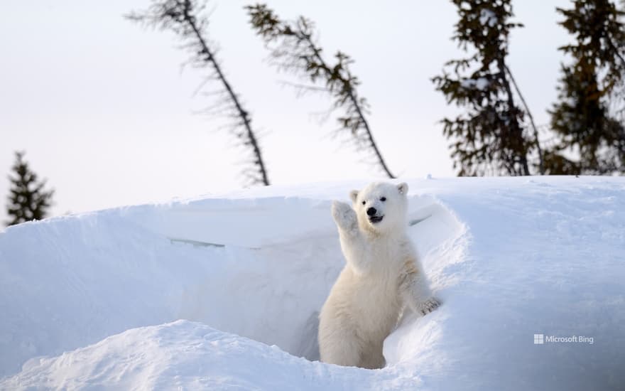 Polar bear cub, Churchill, Manitoba, Canada