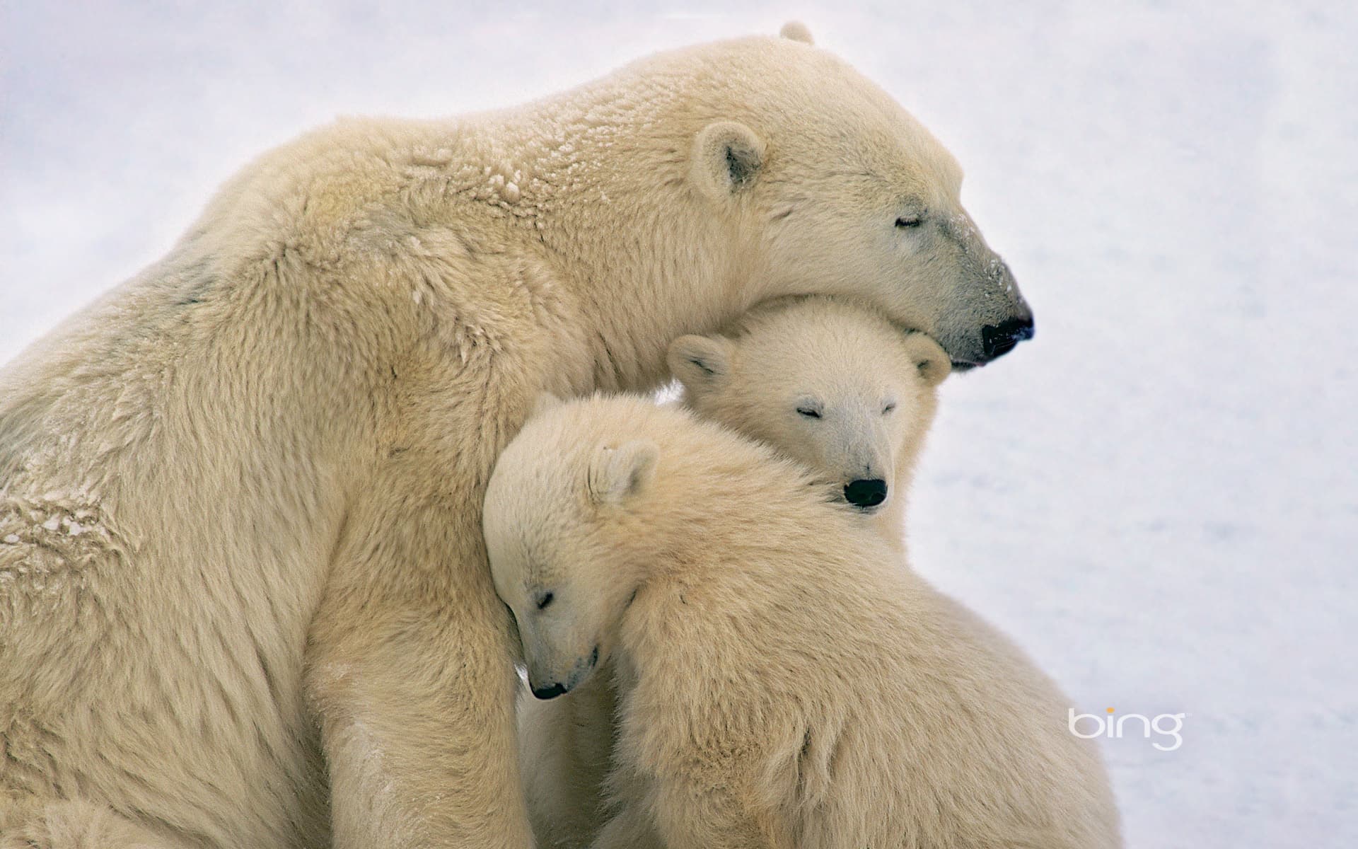 Bing Wallpaper: Polar bear mother and cubs near Hudson Bay, Canada