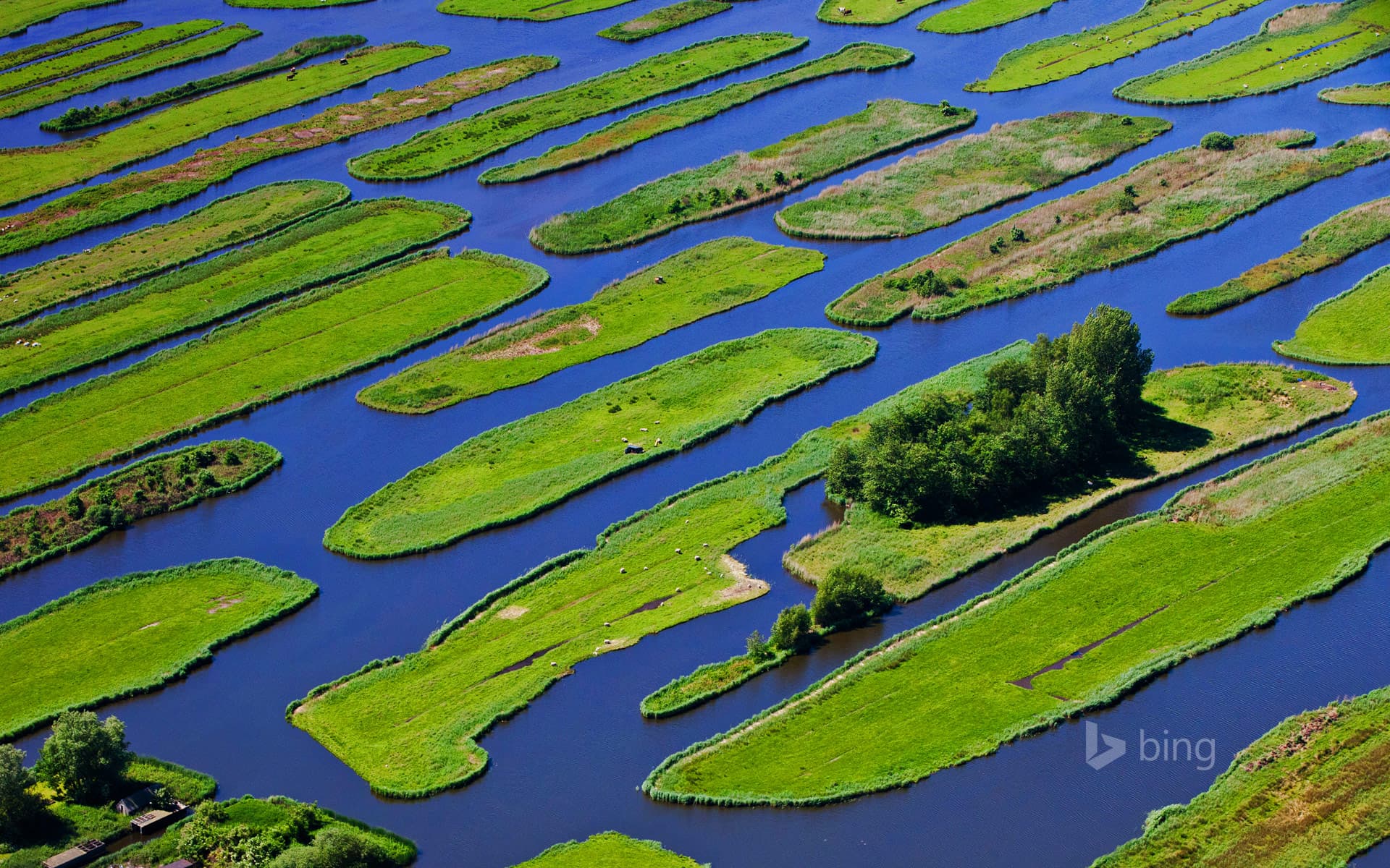 Bing Wallpaper: The polder landscape near Jisp, Netherlands