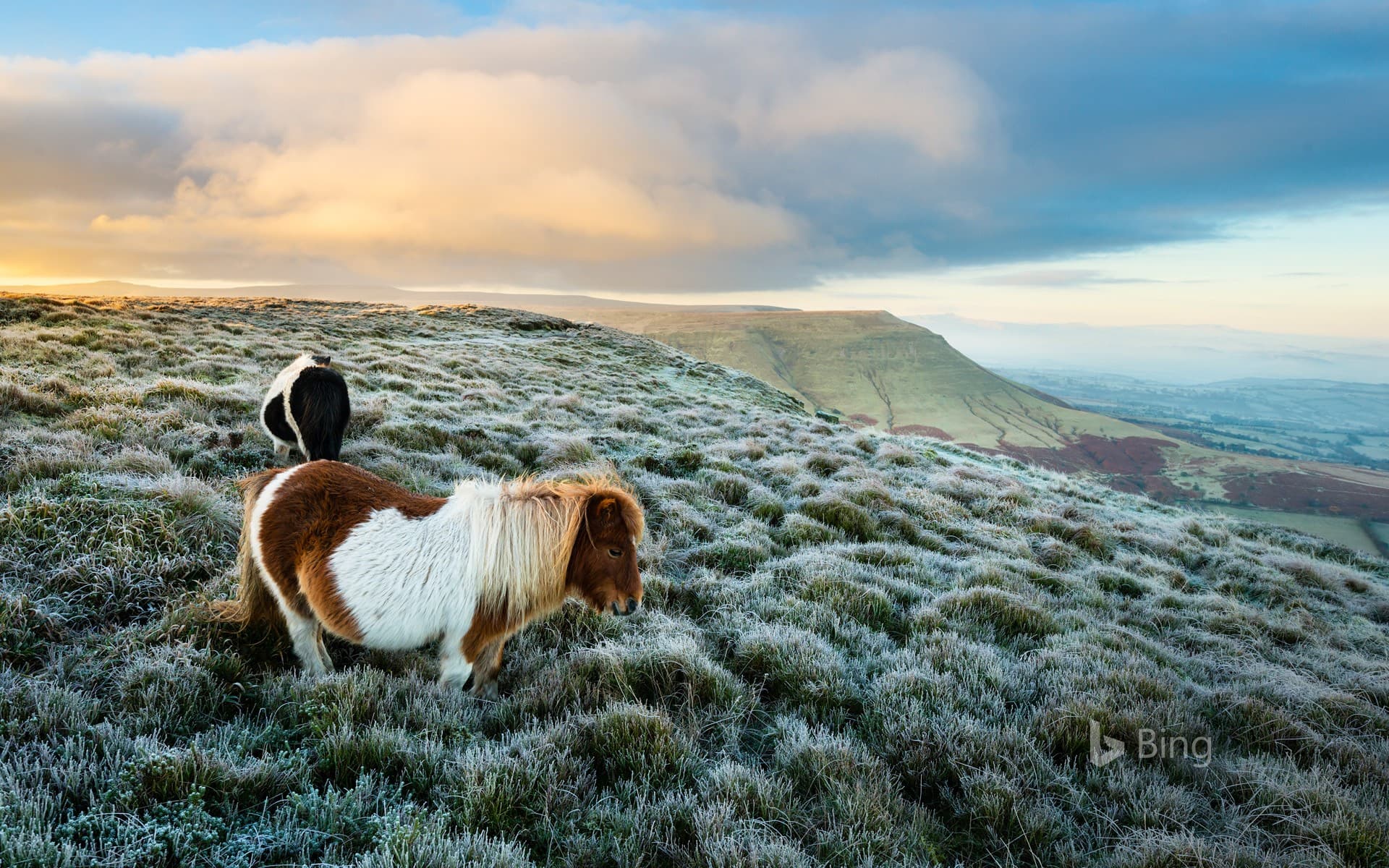 Bing Wallpaper: Wild ponies at Hay Bluff, Black Mountains, Brecon Beacons National Park, Wales