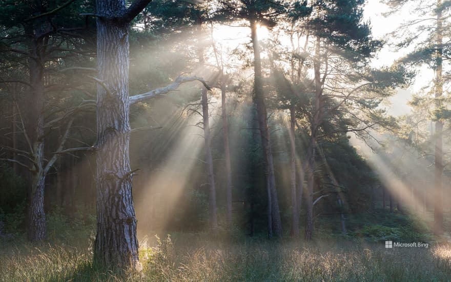 Bing Wallpaper: Scots pine forest, Ashdown Forest, England