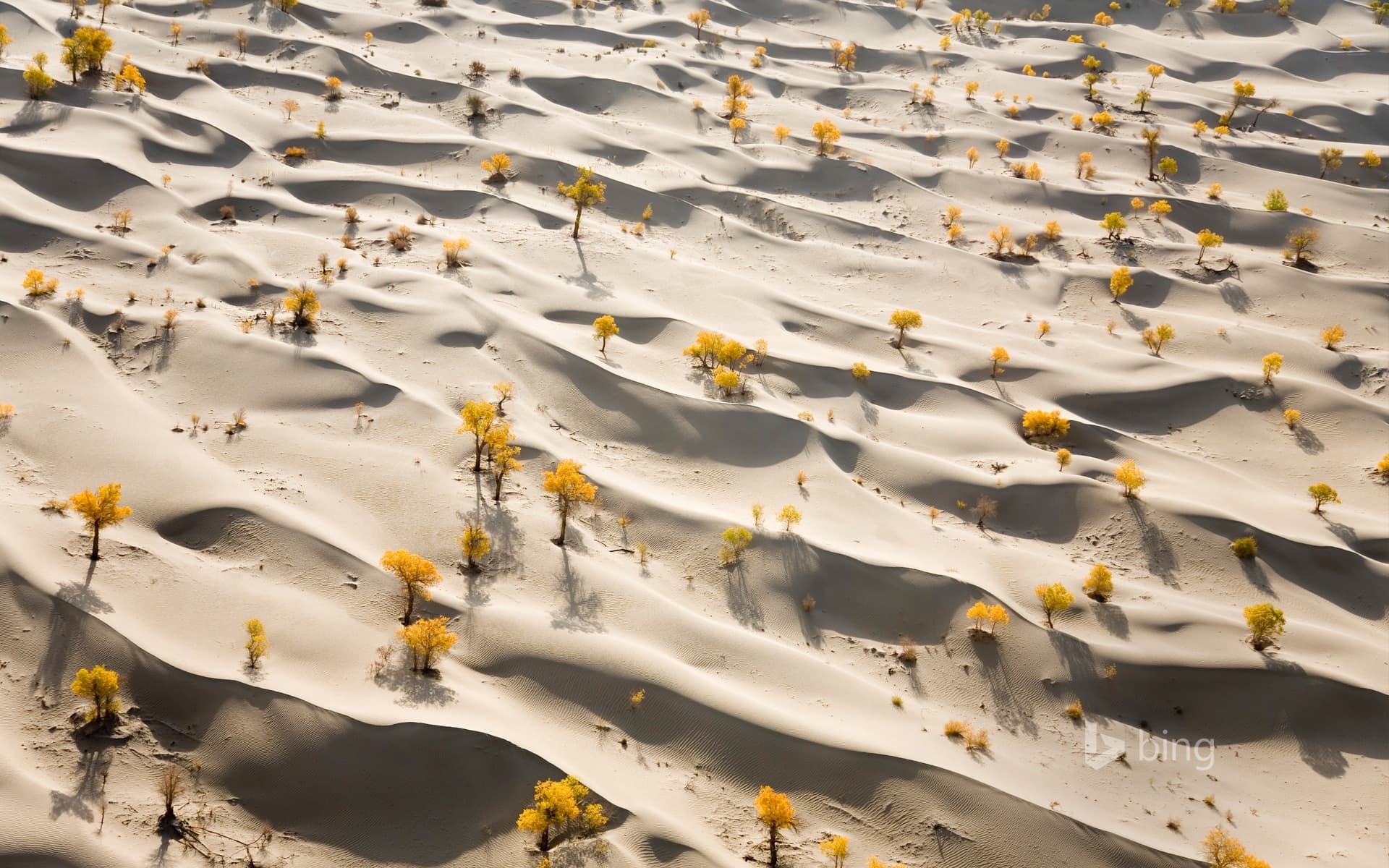 Bing Wallpaper: Sand dunes and yellow populus diversifolia trees along the lower part of the Talimu River, China
