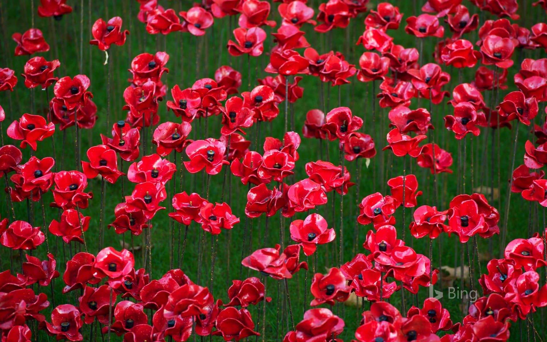 Bing Wallpaper: Poppy display at the Tower of London