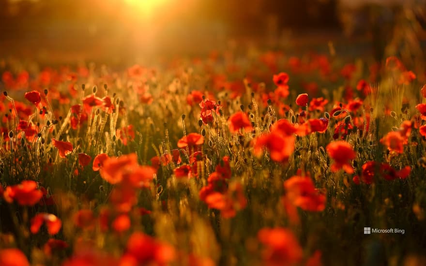 A field bursting with red poppies, Trowbridge, Wiltshire