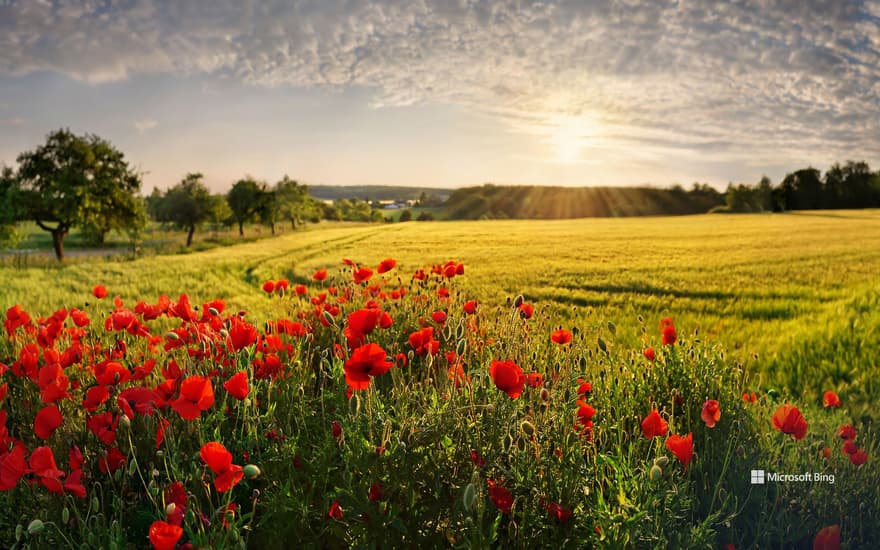 Poppy fields, Adelschlag, Bavaria
